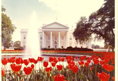 North exterior of the White House with tulip and fountain in the foreground.